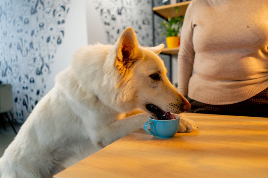 best-nutrients-for-senior-dogs