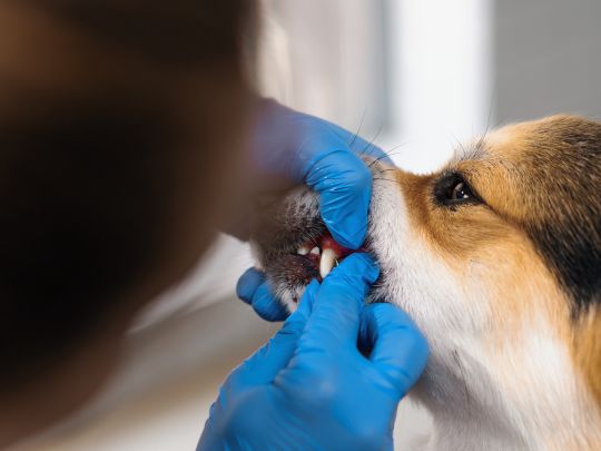 how-dental-care-keeps-your-pet-healthy-and-happy