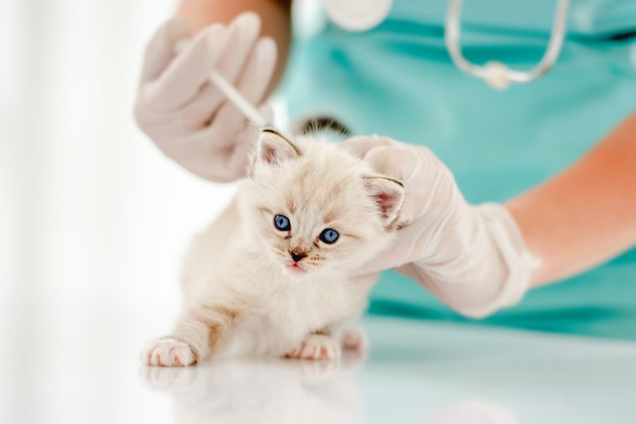 pet-vaccination-schedule-owners-guide