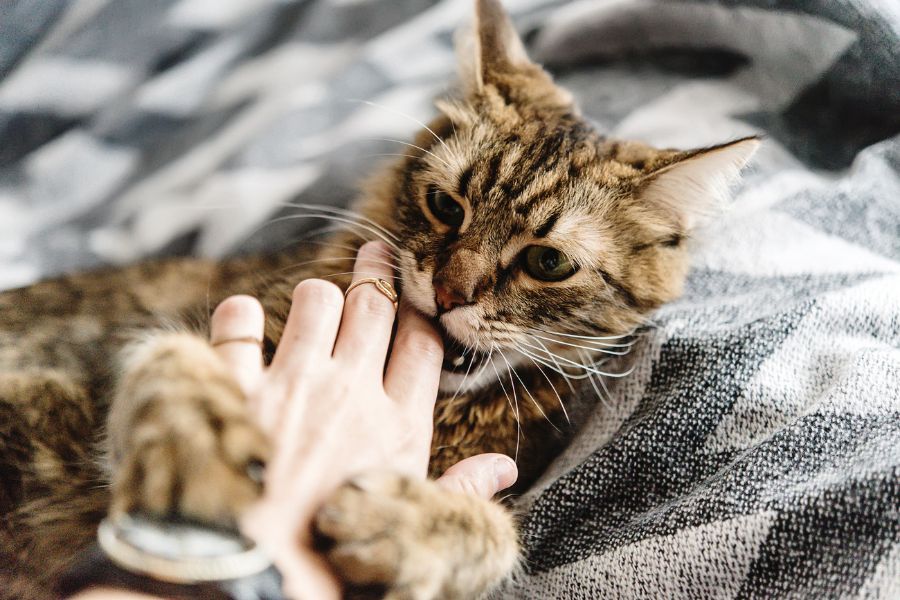 cat-bites-what-feline-trying-tell-guide